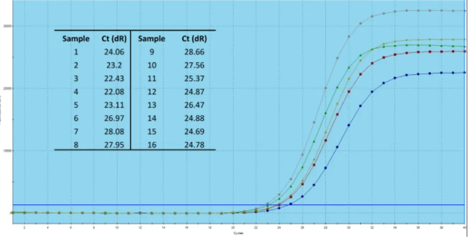 Figure   11:   Test   of   different   concentrations   of   primer   pair   4.   Amplifications   curves   of   first   5   samples   (from   lower   Ct   to   higher    with   the   following   order:   4,   3,   5,   2,   1)