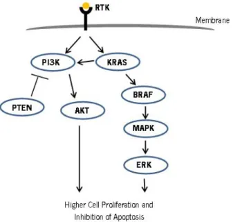 Figure  2  –  Schematic representation of MAPK/ERK and  PI3K/Akt pathways  in relation with cell proliferation and  apoptosis