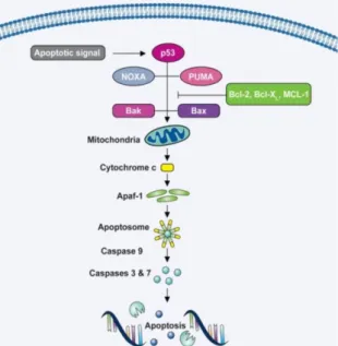 Figure  4  –  Scheme  of the Intrinsic Mitochondrial  Pathway, with release of cytochrome c