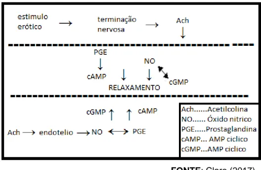 Figura 1 - Processo bioquímico de ereção peniana. 