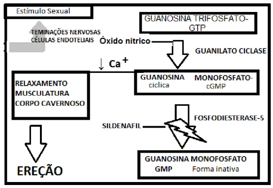 Figura 2 - Farmacodinâmica dos IPDE-5. 