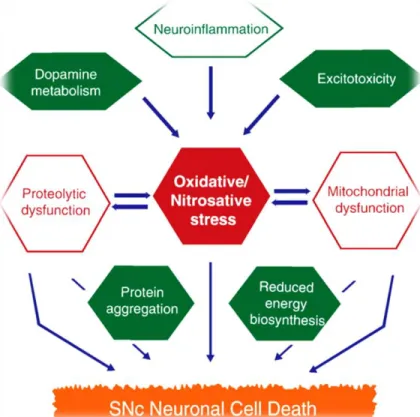 Figure 3 – Pathways that contribute to the SNcp neuronal cell death (Tsang &amp; 