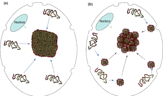 Figure  5  –  Two  models  to  cytoplasmic  inclusion  formation.  (a)  Monomers  directly  diffuse  to  the  deposition site