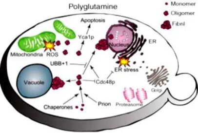 Figure 6 - Yeast model for polyglutamine disorders (Braun et al., 2010). 