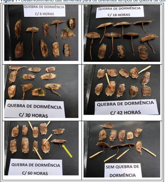 Figura 1 - Desenvolvimento das sementes para os diferentes tempos de quebra de dormência