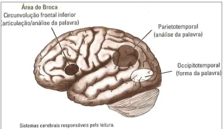 Figura 1 - Cérebro de um leitor proficiente (adaptado de Shaywitz, 2008). 