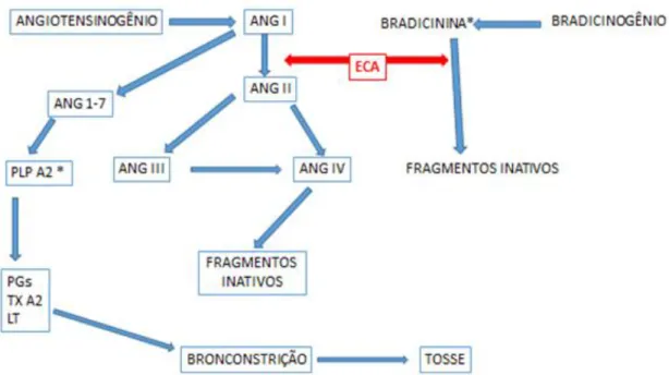 Figura 1: Principais componentes do SRAA (fonte própria). PPL A2 – Fosfolipase A2; PGs – Prostaglandinas; TX  A2 – Tromboxano A2; LT – Leucotrieno