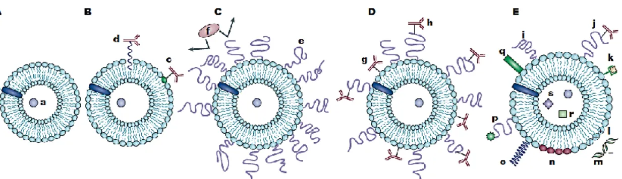 Figure  1. Evolution  of  liposomes.  A)  Early  phospholipid  liposomes  with  a  water  soluble  drug  (a)  entrapped  into  the  aqueous  liposome  interior  and  a  water-insoluble  drug  (b)  incorporated  into  the  liposomal  membrane