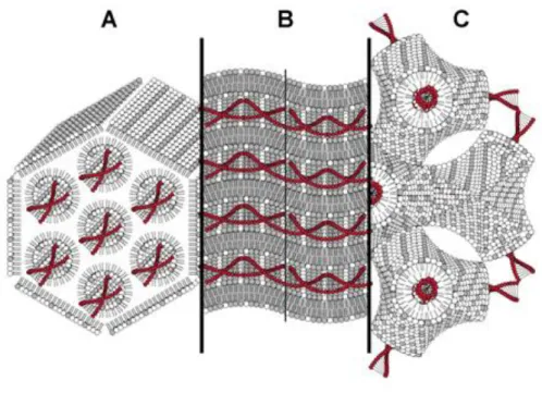 Figure  3.  Different  types  of  pDNA/cationic  lipid  structural  organizations:  A)  inverted  non-lamellar  hexagonal  structure  characteristic  of  cationic  vesicles  containing  DOPE  at  α DOPE   ≥  0.5;  B)  lamellar  structural characteristic of