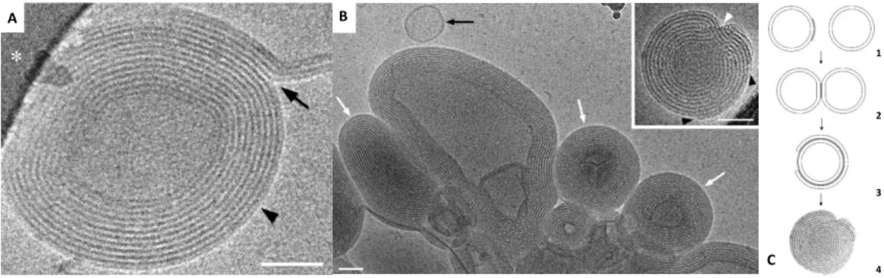 Figure  4  shows  an  example  of  cationic  liposomes-nucleic  acids  complexes  (lipoplexes) formation