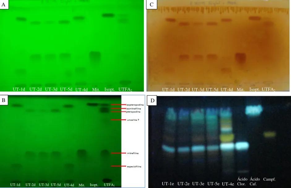 Figura 18 . Cromatografia em camada fina das frações provenientes da partição do extrato bruto metanólico (EBM) das folhas de Uncaria tomentosa