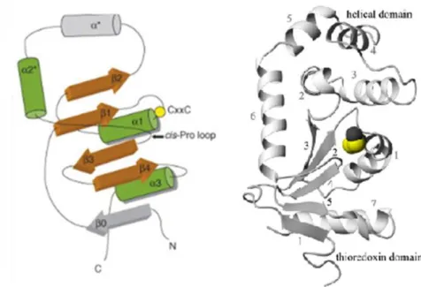 Figure  3:  Common  structural  organization  of  DsbA  fold.  At  left:  Helices  are  illustrated  in  green  and  β  sheets in brown