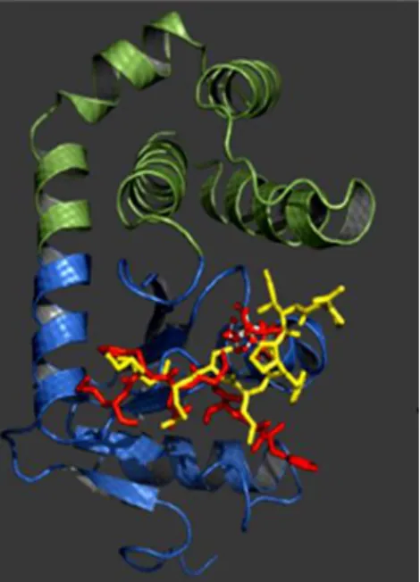 Figure 4: Structure of the psychrophilic PhDsbA revealing the thioredoxin domain in blue and in green the  α-helical domain