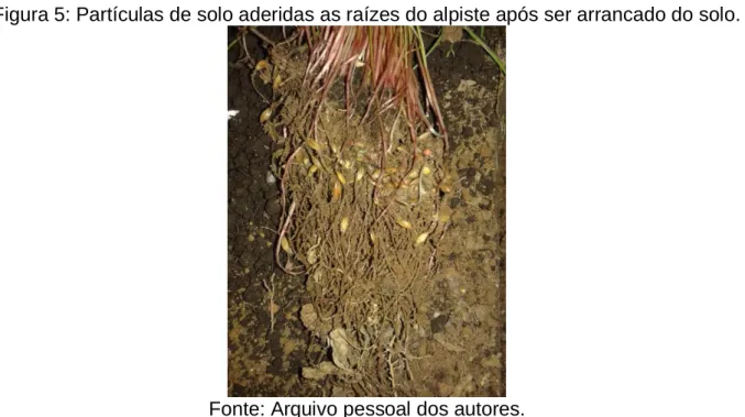 Figura 5: Partículas de solo aderidas as raízes do alpiste após ser arrancado do solo
