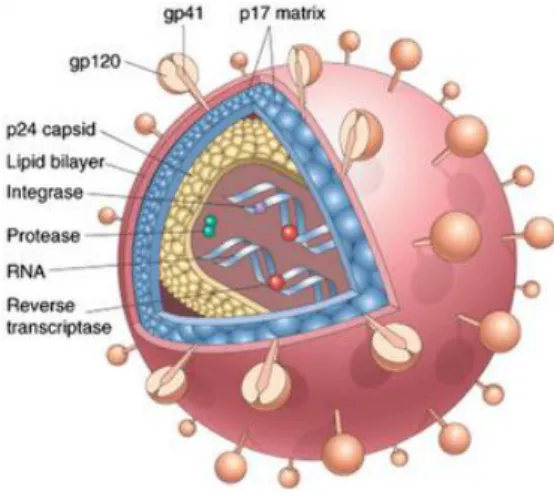Figure 1. Structure of HIV - 1 virion and major constituents. Extracted from the website [5] 