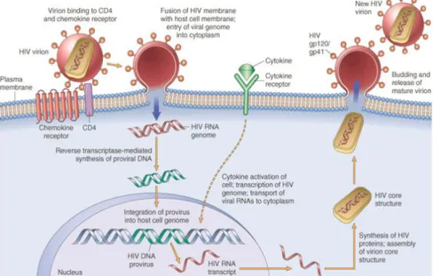 Figure 2. HIV life cycle. Simplified view of the sequential steps of HIV life cycle, since HIV virion entrance into the host cell,  until the release of a new virion