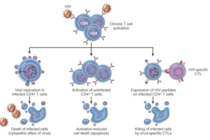 Figure  5. Schematic representation  of different mechanisms involved in  T cell death and turnover during HIV  pathogenesis