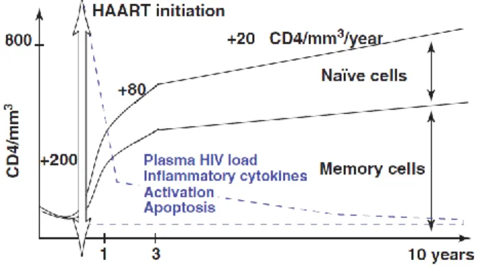 Figure 6. Biphasic kinetics and mechanisms associated with the reconstitution of the CD4 +  T cell compartment  after starting HAART