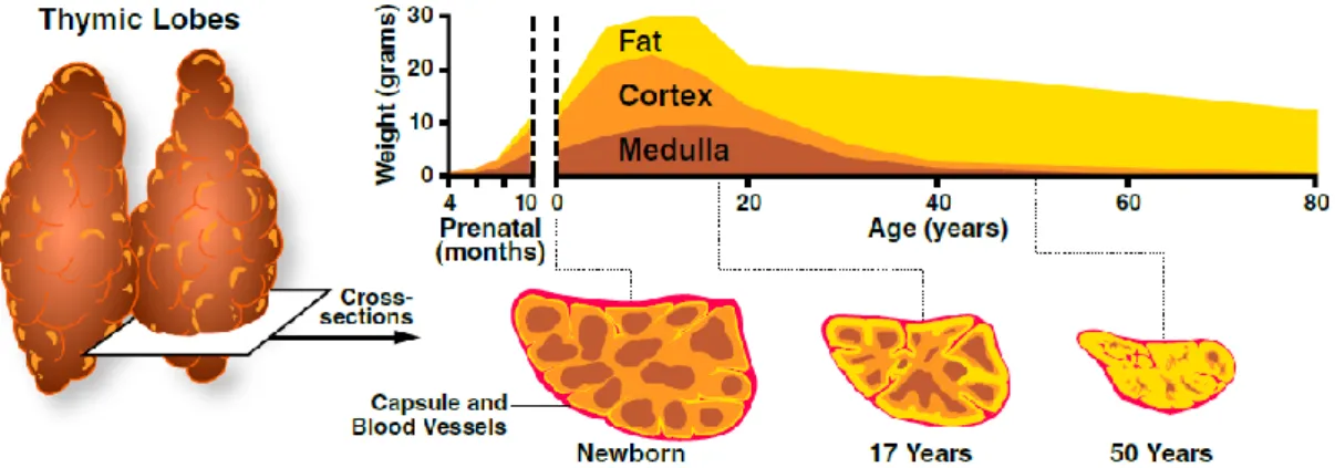 Figure 7. Age - associated thymic involution. As individuals’ age advances, the thymic epithelial space that comprises both  medulla (brown) and cortex (orange), which is responsible for thymopoiesis, starts to shrink due to the gradual and increasing  acc