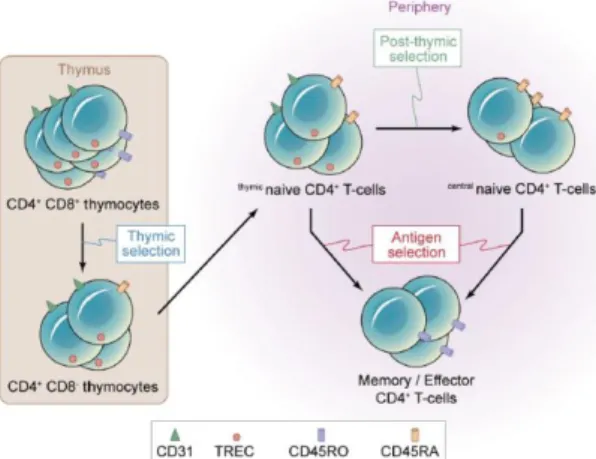 Figure 9. Representation of mechanisms of post-thymic proliferation in human naïve CD4 +  T cells