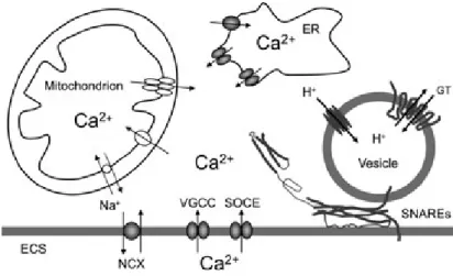 Fig. 4 Ca 2+ - dependent vesicular release of gliotransmitters from astrocytes. The sources of Ca 2+ for cytosolic Ca 2+ increase are: the endoplasmic reticulum (ER) and the extracellular space (ECS).