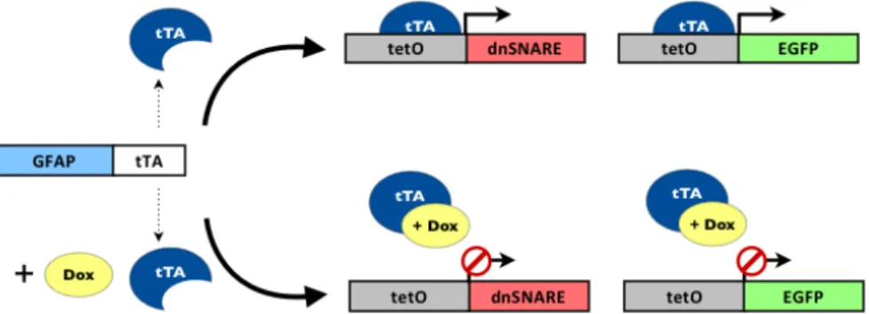 Figure  3.1. Schematic representation  of GFAP promotor driving the expression  of the  target gene  dnSNARE  and  reporter  gene  EGFP  in  astrocytes
