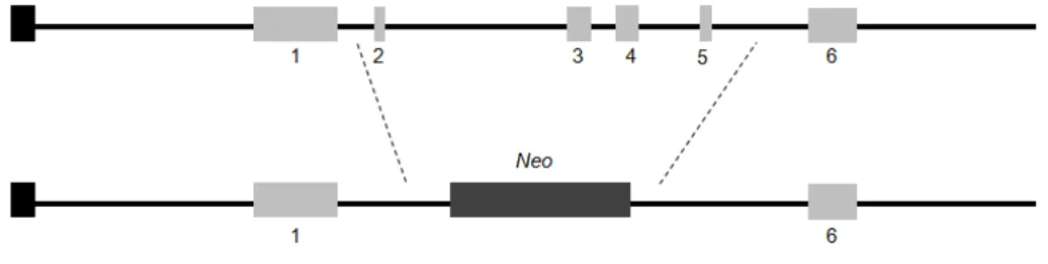 Figure 3:  Generation of LCN2-null mice. The entire coding sequence (from exons 2 to 5, light grey  boxes) were deleted and replaced by a neomycin (Neo) cassette (dark grey box)
