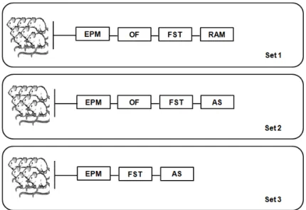 Figure 5:  Schematic representation of the timeline used for adult behavior.  For this assessment, 3  independent set of animals were used in 3 independent experiences