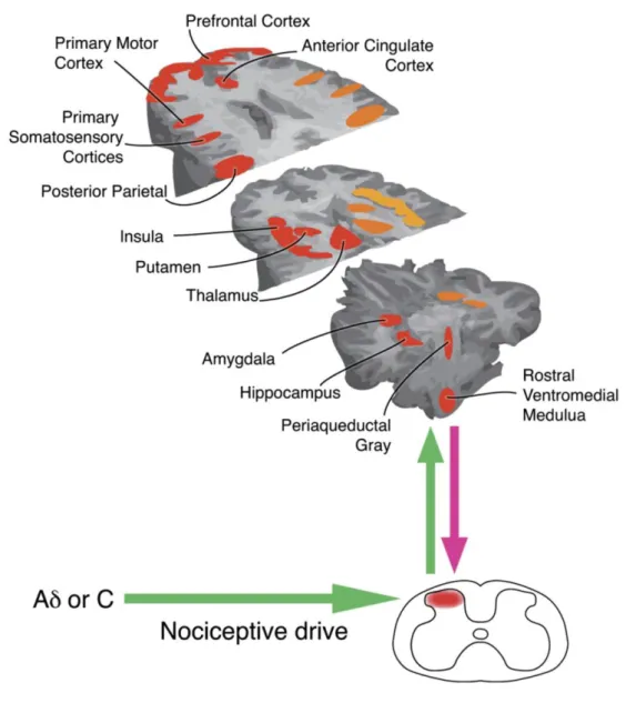 Figure 1 – Representation of the main brain regions that are activated during the application of a noxious stimuli  (areas in orange represent areas that during the activation of nociceptors are activated bilaterally in the brain, areas  in red represent a