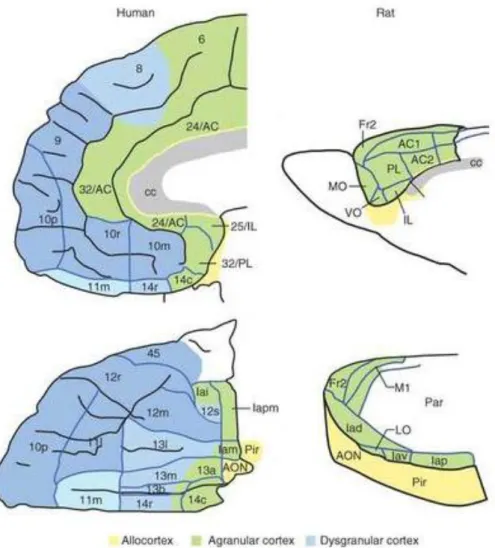 Figure 2  – Schematic representation of the  citoarchitectonics of the  prefrontal cortices in humans and  in the rat