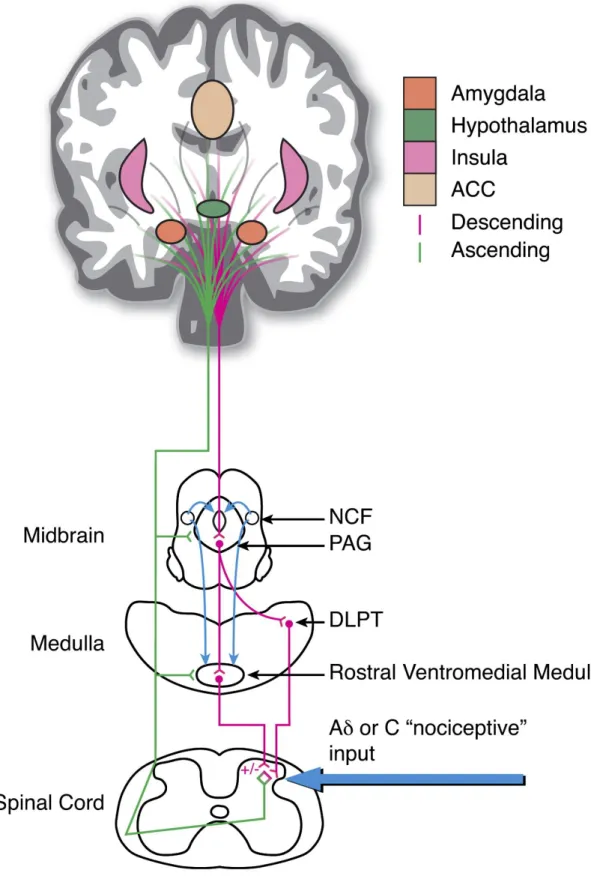 Figure 3 – Schematic representation of the areas involved in top-down pain modulation (NCF - nucleus cuneiformis; 