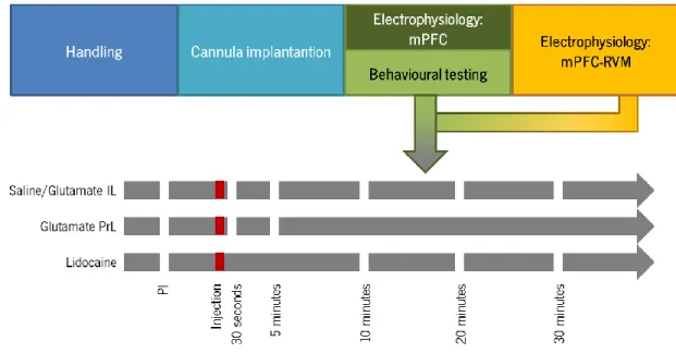 Figure 4 – Schematic representation of the experimental design. Rats used to evaluate the action of PrL and IL upon  descending pain modulation were accustomed to the room for 5 days, after which animals were implanted with a  cannula  in  the  area  of  s