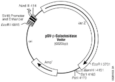Figure 2. Map of the plasmid DNA used in this thesis (pSV-β-Galactosidase Vector). 