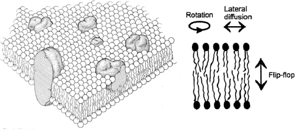 Figure 4. Cellular membrane according to the “fluid mosaic” model and phospholipid mobility  within the bilayer (adapted from Singer and Nicolson, 1972)