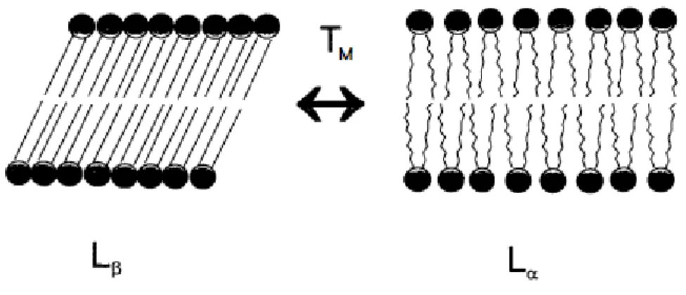 Figure 6.  Lipid bilayer and its transition from gel” state (L β ) into fluid “liquid crystalline” state  (L α ) (adapted from Mok, 1998)