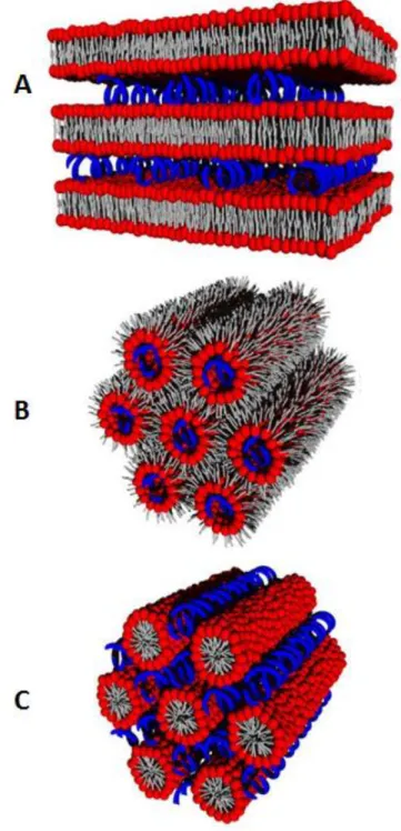 Figure 9. Lipoplex structures. (A) Lamellar phase (L C α ); (B) Inverted hexagonal phase (H C II  ); (C)  micellar hexagonal phase (H C I  )(adapted from Tresset, 2009)