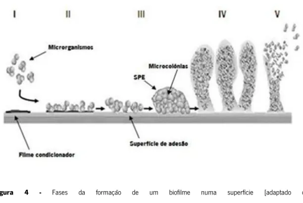 Figura  4  -  Fases  da  formação  de  um  biofilme  numa  superfície  [adaptado  de  http://www.bioscience.org/2004/v9/af/1295/figures.htm (acedido em 30-01-2012)]