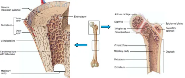 Figure 1.2: Structure of the long bones. [adapted from [1]]