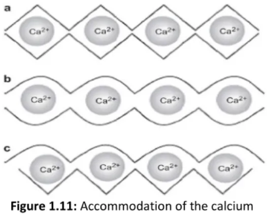 Figure 1.11: Accommodation of the calcium  ions, between two alginate chains, in the 