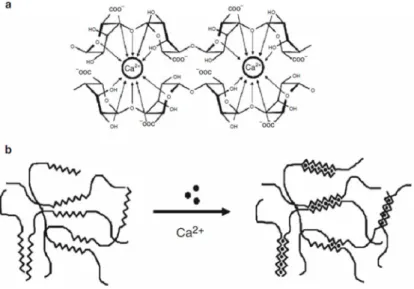 Figure 1.12: The egg-box model of cross-linking: (a): binding of the divalent  cations in the G monomers of two polymeric chains; (b): formation of 