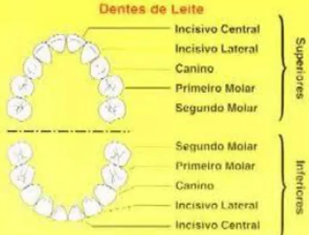 Figura 2.2 - Arcos dentários superior e inferior na dentição decídua (Reocitie – consultório odontológico, 2011)