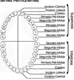 Figura 2.9 - Representação dos diferentes tipos de dentes na cavidade oral de um adulto  (Odontologia, 2010)