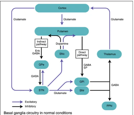 Figure 1.4: Diagram of the basal ganglia pathways [33].