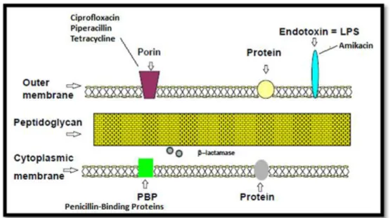 Figure 2.1: Schematic representation of the arrangement of components in the cell wall of P