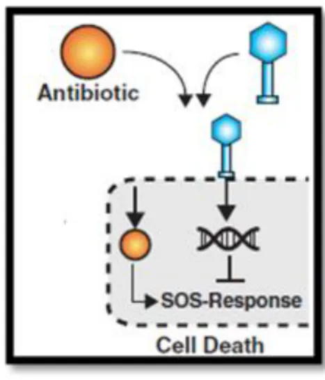 Figure 4.1: Schematic representation of a possible synergy process between phage and antibiotic