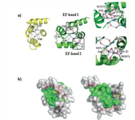 Figure 3: a) Model structure of FH8 in the closed conformation (yellow). After calcium ligation occur a  change  to  open  conformation  (green)  and  on  the  right  is  possible  to  see  in  detail  the  calcium  binding  loops, where calcium ions are r