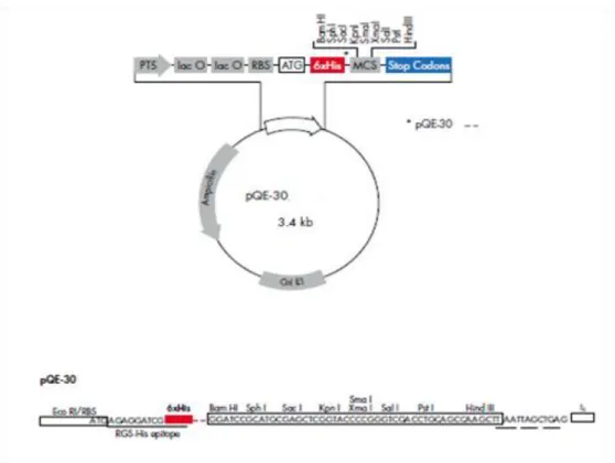 Figure 4: Graphic of plasmid map of pQE-30, Qiagen. Adapted from  [41] 