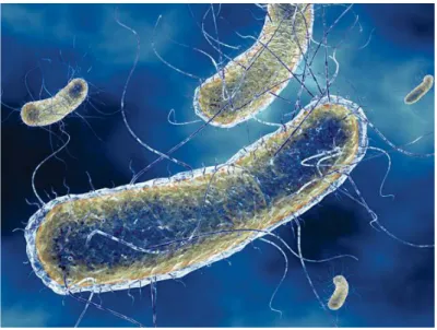 Figura 3.  Escherichia coli  [19]