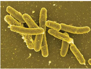 Figura 5. Género  Salmonella  [27]