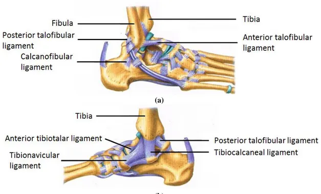 Figure 2.1 Ankle ligaments. (a) Lateral/outer and (b) Medial/inner ligaments (De Burgh, 2003) 